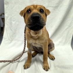 Shelter Stray Female Dog last seen Near BLOCK CHERRY AVE, LONG BEACH CA, Long Beach, CA 90815