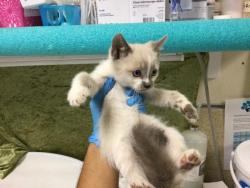 Shelter Stray Male Cat last seen Near BLOCK HARRISON ST, RIVERSIDE, CA 92503, Jurupa Valley, CA 92509
