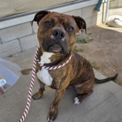 Shelter Stray Male Dog last seen Near BLK E PLAESANT ST LONG BEACH CA 90805, Long Beach, CA 90815