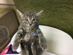 Shelter Stray Female Cat last seen Near BLOCK HARRISON ST, RIVERSIDE, CA 92503, Jurupa Valley, CA 92509