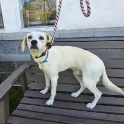 Shelter Stray Male Dog last seen Near BLOCK BLCK OREGON AVE, LONG BEACH, CA 90805, Long Beach, CA 90815