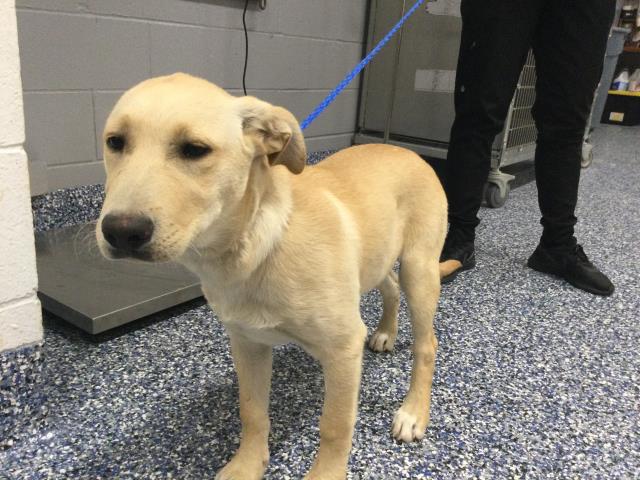 Shelter Stray Female Dog last seen Near BLOCK VAN BUREN ST COACHELLA CA 92236, Thousand Palms, CA 92276