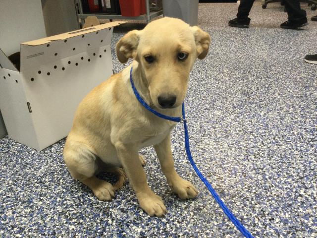 Shelter Stray Female Dog last seen Near BLOCK VAN BUREN ST COACHELLA CA 92236, Thousand Palms, CA 92276