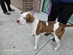 Shelter Stray Female Dog last seen S BRANCH BLVD, Land O' Lakes, FL 34638