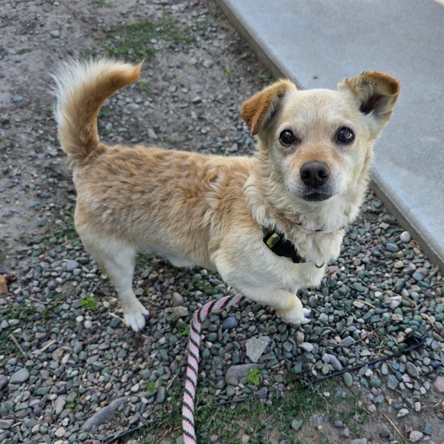 Shelter Stray Male Dog last seen Near BLK BLOOMFIELD AVE, CERRITOS, CA 90703, Cerritos, CA 90703