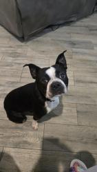 Found/Stray Male Dog last seen Gas Station, Rosharon, TX 77583