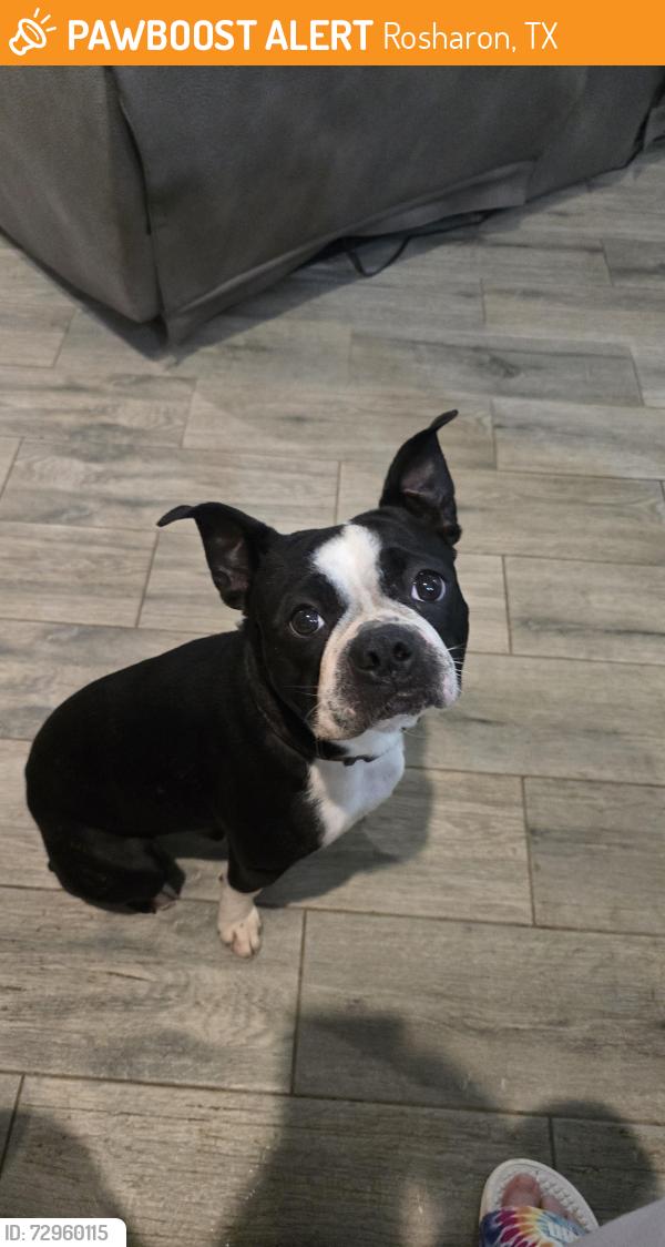 Found/Stray Male Dog last seen Gas Station, Rosharon, TX 77583