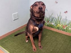 Shelter Stray Female Dog last seen , Lake Los Angeles, CA 93550