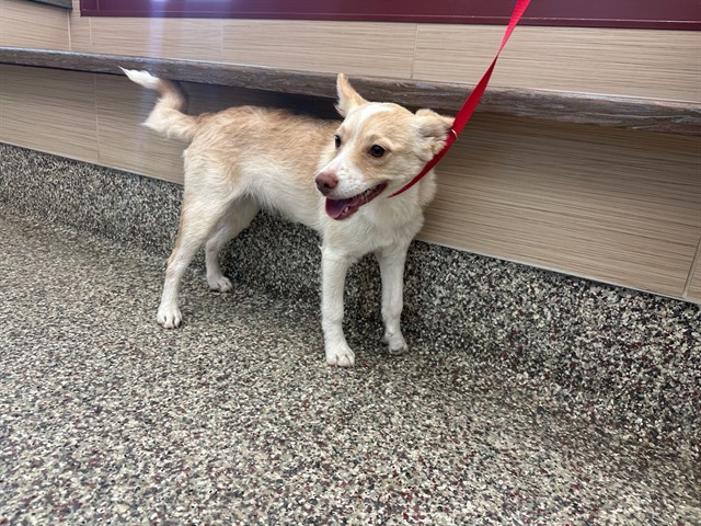 Shelter Stray Female Dog last seen Near BLOCK IRONWOOD PL, COLORADO SPRINGS CO 80910, Colorado Springs, CO 80905