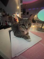 Lost Female Cat last seen Near Saint Charles St Elgin IL, Elgin, IL 60120