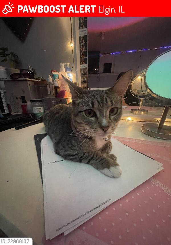Lost Female Cat last seen Near Saint Charles St Elgin IL, Elgin, IL 60120