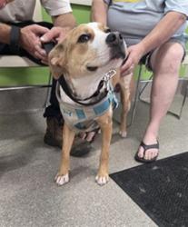 Shelter Stray Male Dog last seen Near BLOCK HALE AVE, Watterson Park, KY 40218