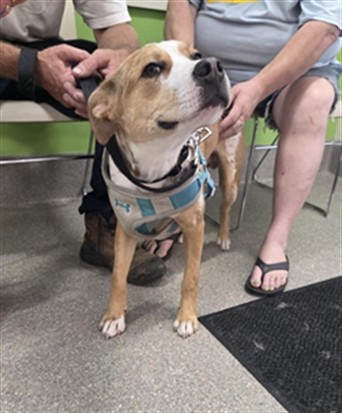 Shelter Stray Male Dog last seen Near BLOCK HALE AVE, Watterson Park, KY 40218