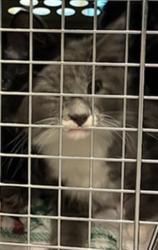 Shelter Stray Male Cat last seen Near BLOCK CLARKSON ST, Brighton, CO 80601