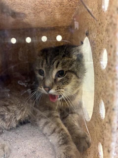 Shelter Stray Unknown Cat last seen O ST & 24TH ST, Sacramento, CA 95818