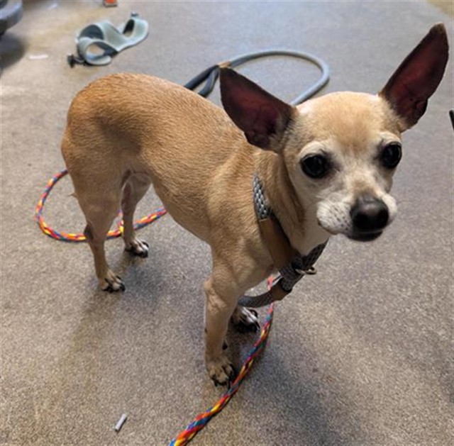Shelter Stray Female Dog last seen U ST & 24TH ST, Sacramento, CA 95818