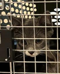 Shelter Stray Male Cat last seen Near BLOCK CLARKSON ST, Brighton, CO 80601