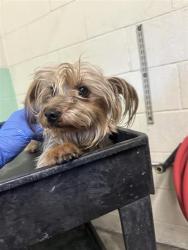 Shelter Stray Male Dog last seen U ST & 24TH ST, Sacramento, CA 95818