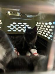 Shelter Stray Female Cat last seen Near BLOCK CLARKSON ST, Brighton, CO 80601