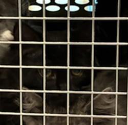 Shelter Stray Female Cat last seen Near BLOCK CLARKSON ST, Brighton, CO 80601