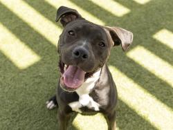 Shelter Stray Female Dog last seen Near BLOCK N 44TH AVE, Phoenix, AZ 85008