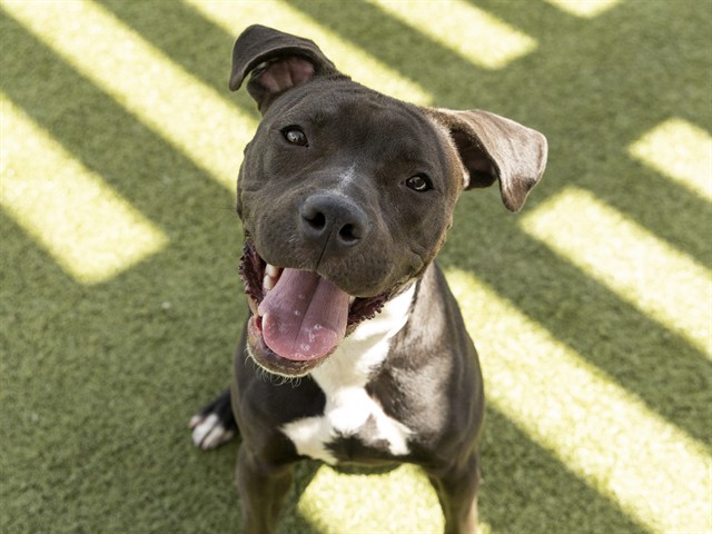 Shelter Stray Female Dog last seen Near BLOCK N 44TH AVE, Phoenix, AZ 85008