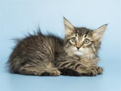 Shelter Stray Male Cat last seen , Phoenix, AZ 85008