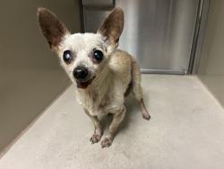Shelter Stray Male Dog last seen BRANDING IRON WAY/WAGON WAY, 95632, Sacramento, CA 95827