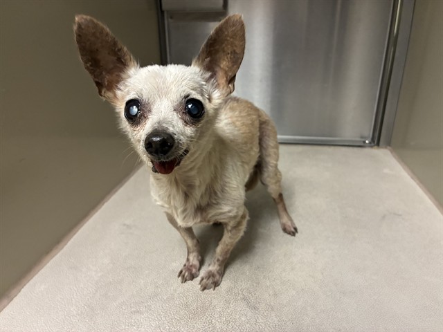 Shelter Stray Male Dog last seen BRANDING IRON WAY/WAGON WAY, 95632, Sacramento, CA 95827