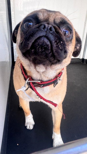 Shelter Stray Male Dog last seen Near BLK S REAL RD, BAKERSFIELD, CA, Bakersfield, CA 93307