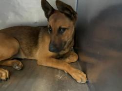 Shelter Stray Female Dog last seen , Camarillo, CA 93010