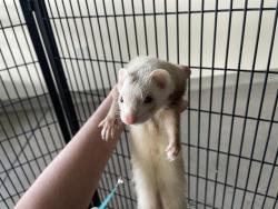 Shelter Stray Female Other last seen MUSSO & BELL, Auburn, CA 95603