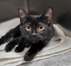 Shelter Stray Male Cat last seen , Los Angeles, CA 91405