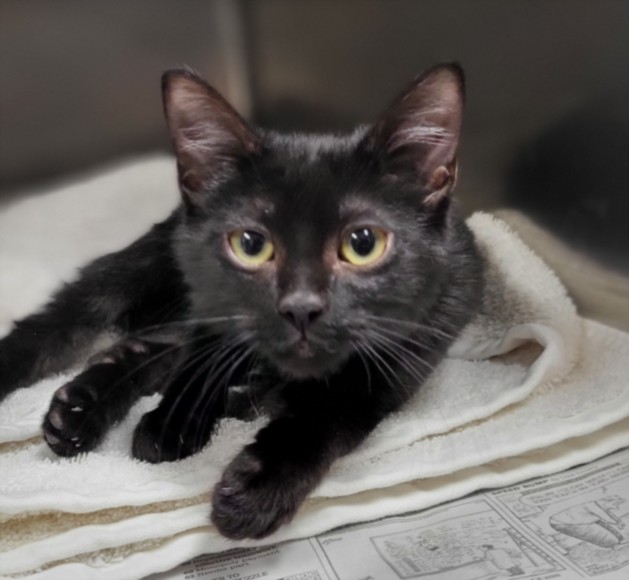 Shelter Stray Male Cat last seen , Los Angeles, CA 91405