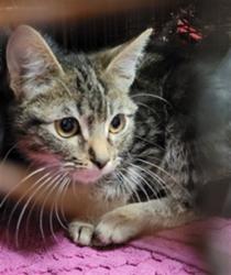 Shelter Stray Male Cat last seen , Los Angeles, CA 91405