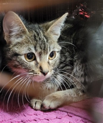 Shelter Stray Male Cat last seen , Los Angeles, CA 91405
