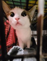 Shelter Stray Male Cat last seen , Los Angeles, CA 91405