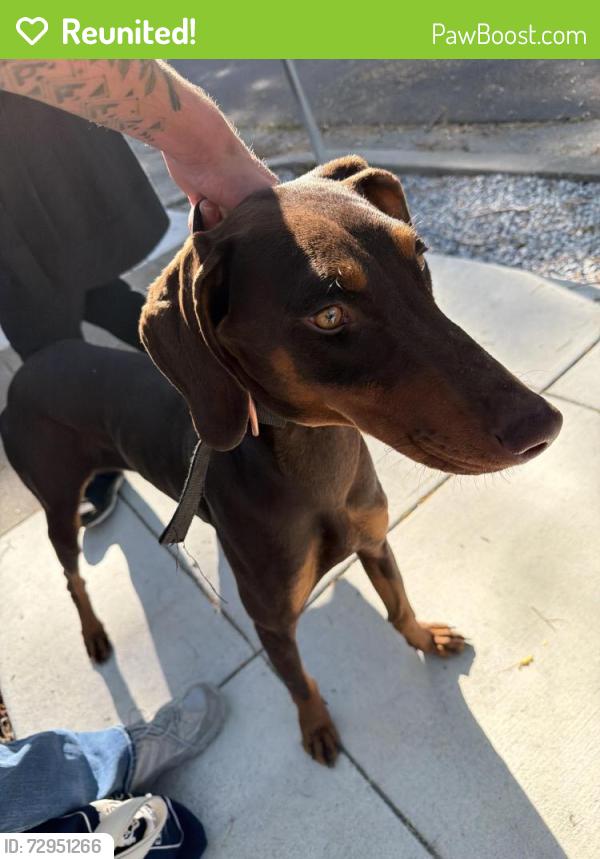 Reunited Unknown Dog last seen 60th and Colby, Oakland, CA 94609