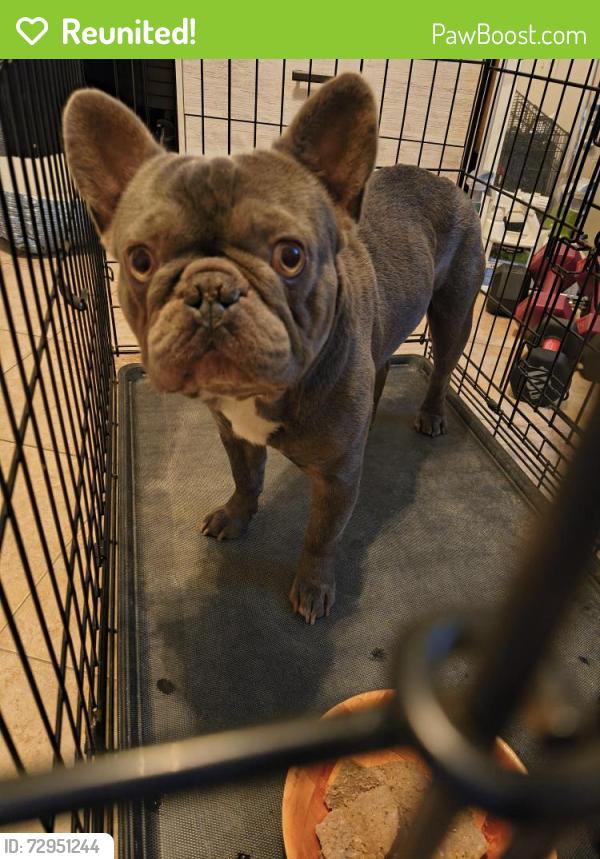 Reunited Male Dog last seen S Veach ave., Manteca, CA 95337