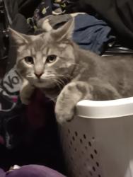 Lost Male Cat last seen Rancho Dr and Thompson Dr, Saginaw, TX 76179