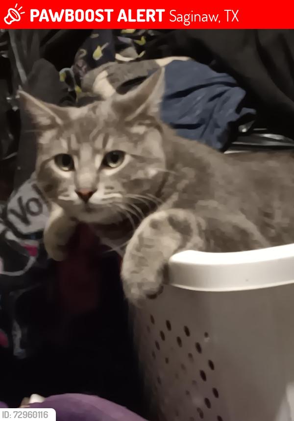 Lost Male Cat last seen Rancho Dr and Thompson Dr, Saginaw, TX 76179