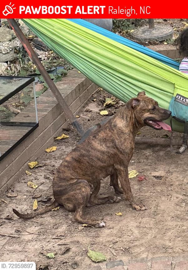 Lost Female Dog last seen Tulane and Arrowwood Dr, Raleigh, NC 27604