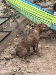 Lost Female Dog last seen Tulane and Arrowwood Dr, Raleigh, NC 27604