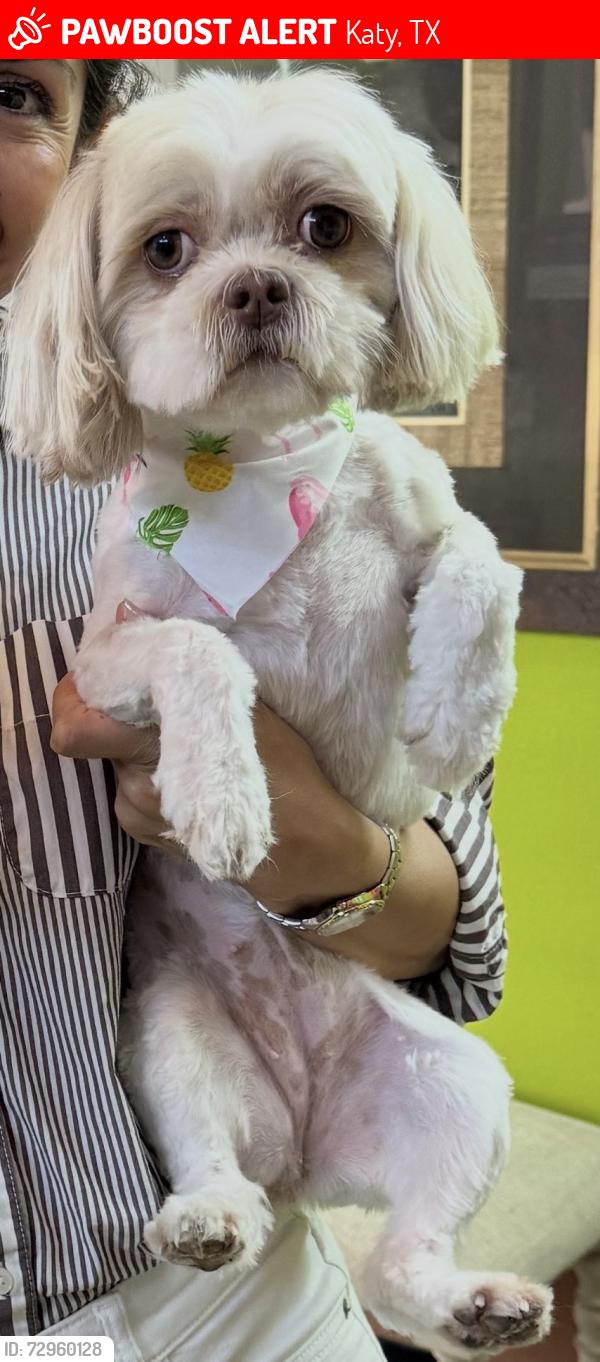 Lost Female Dog last seen Longmont Park Ct Katy Texas , Katy, TX 77494