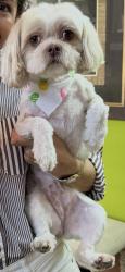 Lost Female Dog last seen Longmont Park Ct Katy Texas , Katy, TX 77494