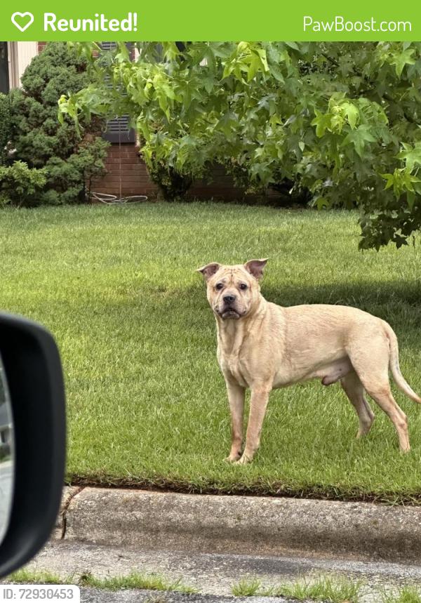 Reunited Male Dog last seen Meade and Kingswood, Greensboro, NC 27410