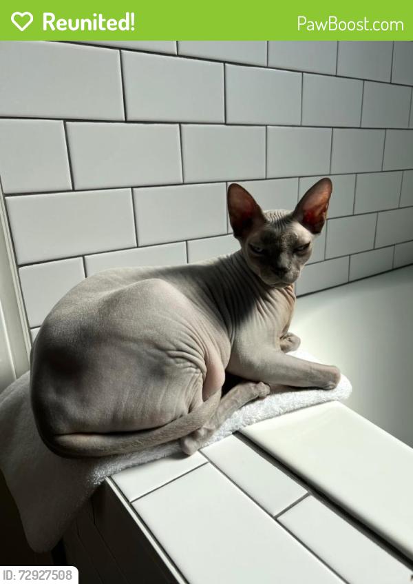Reunited Male Cat last seen Hawthorn Ridge, Lee's Summit, MO 64082