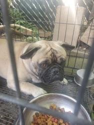 Found/Stray Male Dog last seen Near hemlock and beach, Fontana, CA 92335