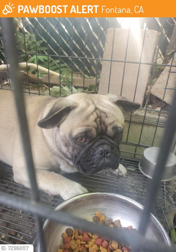 Found/Stray Male Dog last seen Near hemlock and beach, Fontana, CA 92335