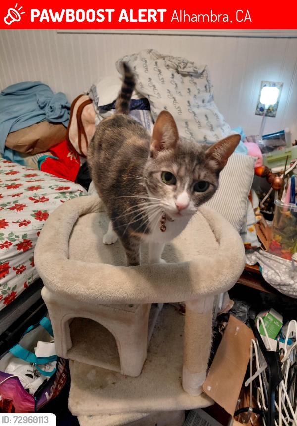 Lost Female Cat last seen Freemont Ave. Golondrina and man, Alhambra, CA 91803